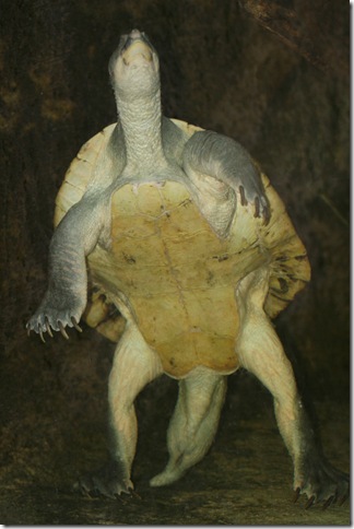 The Mary River Turtle is endemic to the Mary River in southeastern 